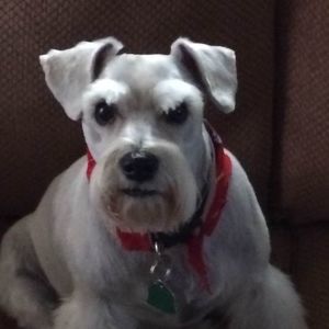 Meet your Posher, Carol